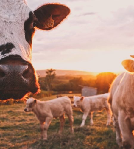 Sustainable farming, the climate, animal welfare