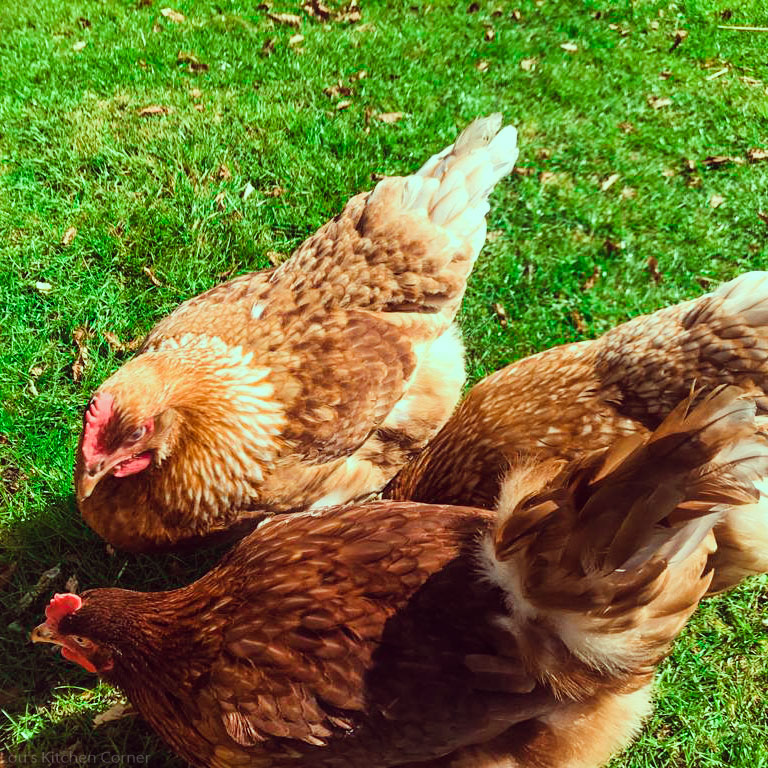 Should You Free-Range Your Chickens?